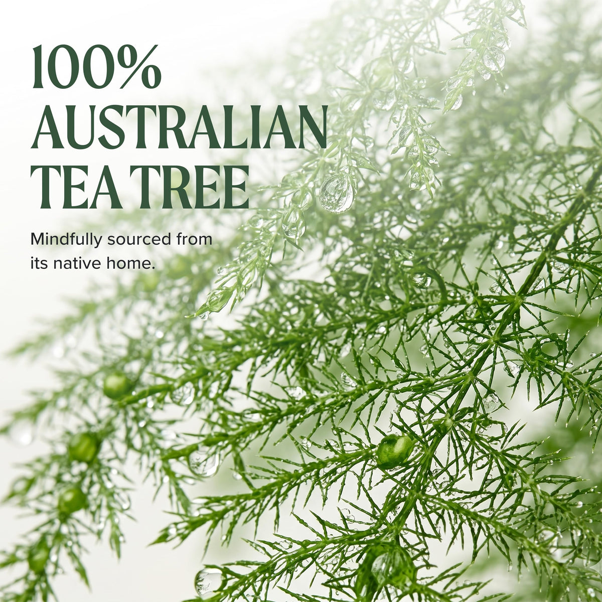 Tea Tree lotion spread on arm showing quick absorption and hydrated skin benefit