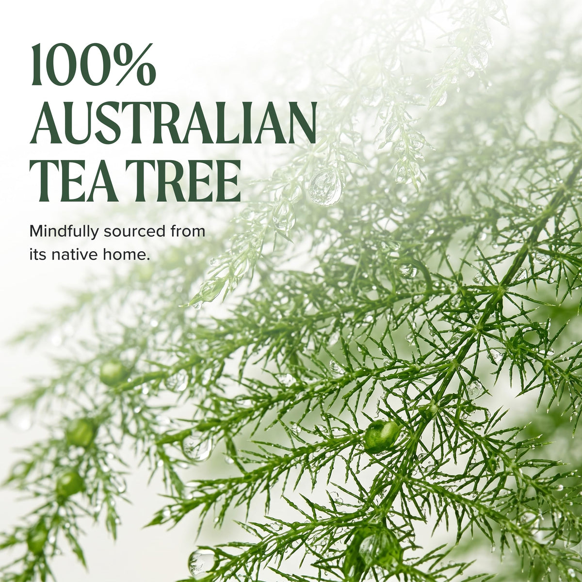 Tea Tree conditioner being applied to wet hair for detangling benefit