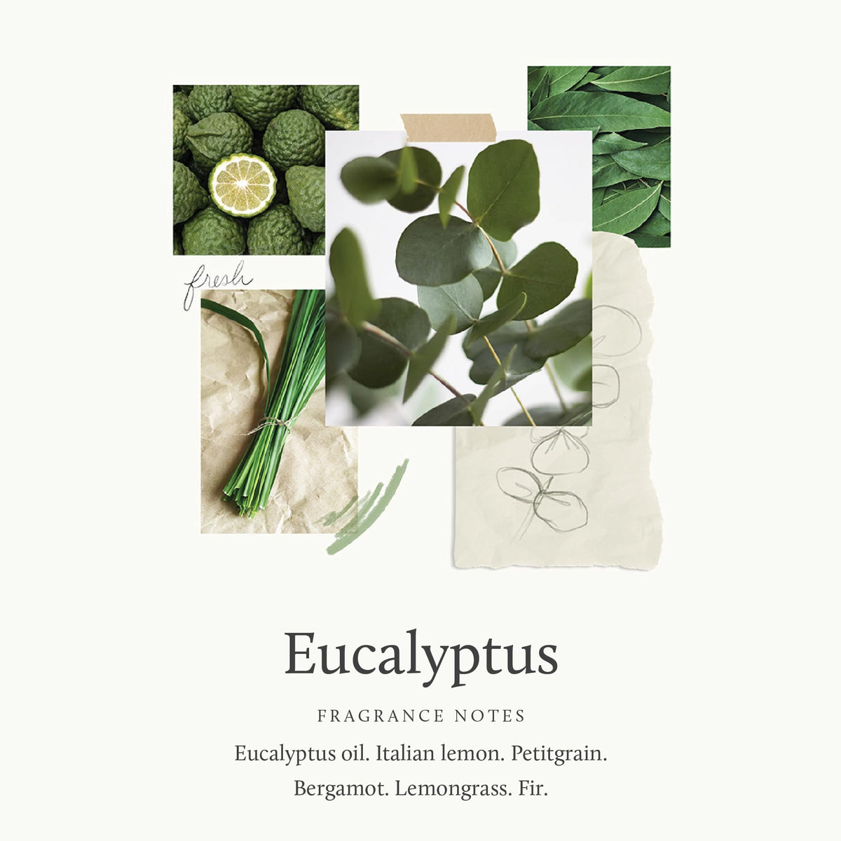 Thymes eucalyptus lotion texture close-up showing creamy absorbent finish for soft skin