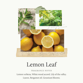 Thymes lemon leaf texture lather on hands showing creamy clean and hydration benefit