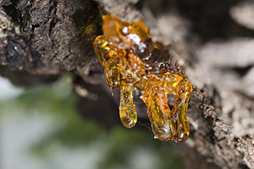 US Organic resin raw ingredient from Boswellia serrata, highlighting natural origin