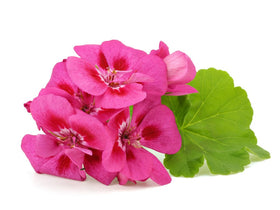US Organic close-up of geranium oil texture showcasing pure, undiluted quality