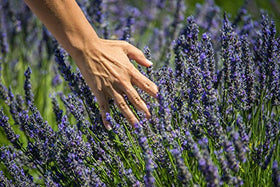 US Organic lavender bottled in USA with inspection-ready packing for quality control