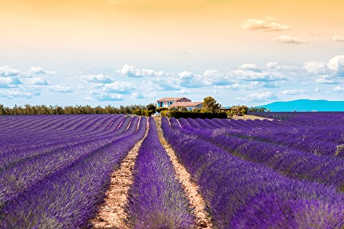 Bulgarian lavender field where US Organic plants are grown showing origin authenticity