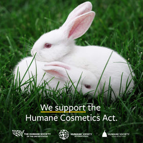 US Organic bottle beside fresh lemongrass plant illustrating botanical source