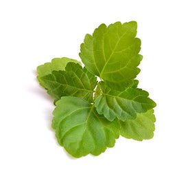 US Organic close-up of patchouli leaves to show botanical source and authenticity