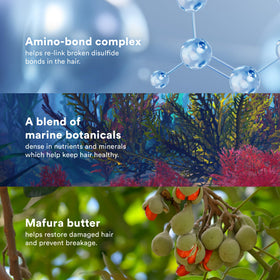 VERB Bonding Mask ingredients display with algae and mafura butter highlighting nourishing benefits