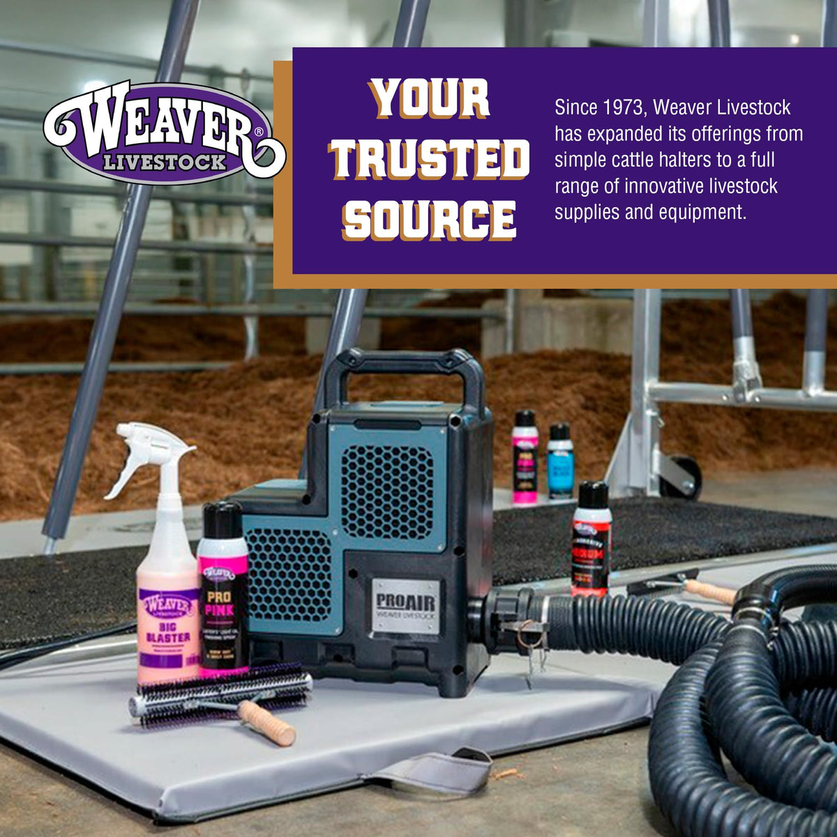 Weaver Livestock used in show-prep scene for brighter, manageable coat