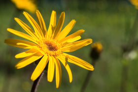 Weleda Arnica Muscle Soak poured into bath scene illustrating relaxation benefits