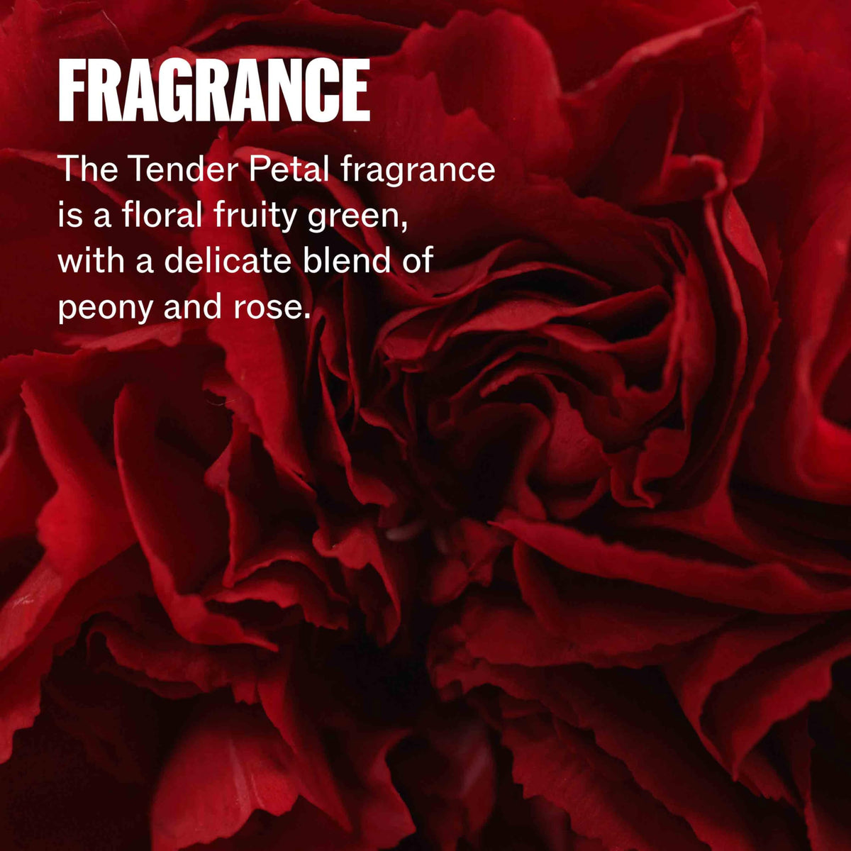 Wella Professionals ingredient highlight Omega-9 illustrating fiber support